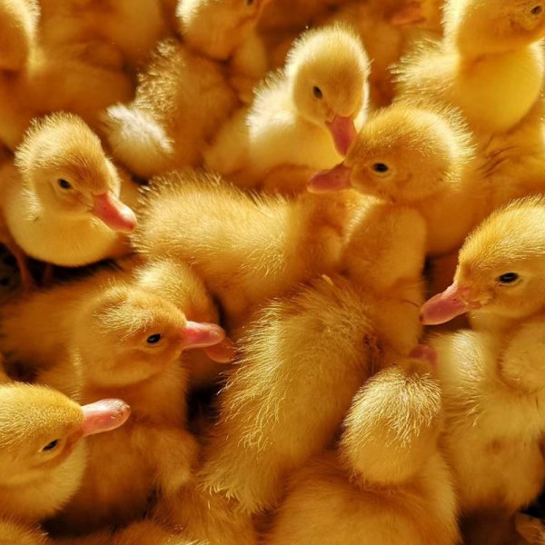 聚焦泰国VIV 共襄集约化畜牧盛举