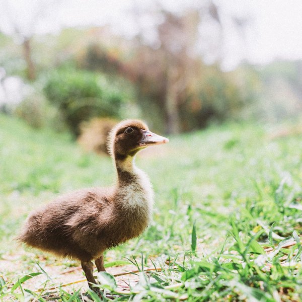 首届鸭养殖技术与饲料营养学术研讨会完美召开