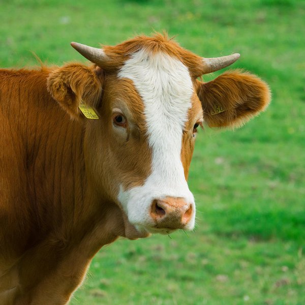 助力第三届中部水产饲料论坛