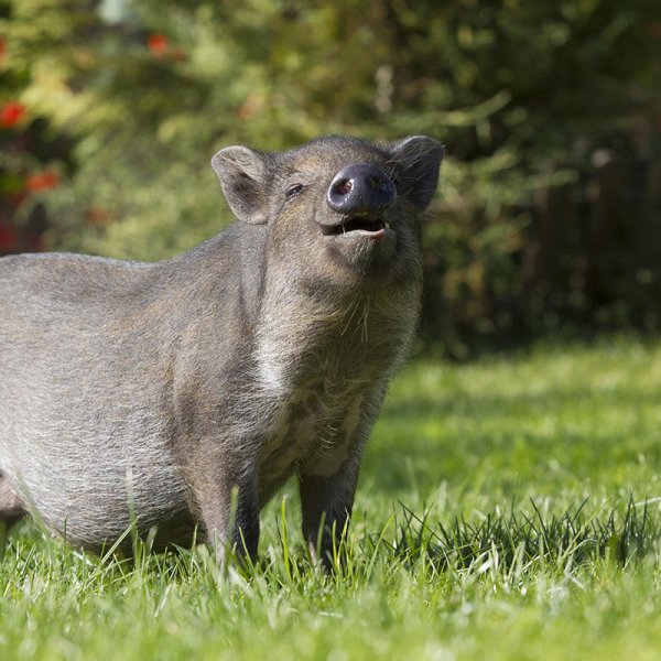神奇的“能量硅”首秀李曼中国养猪大会