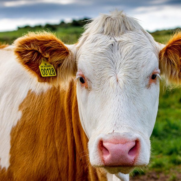 强强联手 益生菌风暴来袭 ——与科汉森达成战略合作