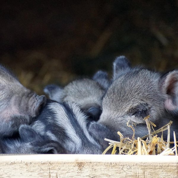控制氨氮 使用环境友好型饲料——赞助国际家禽会议圆满召开