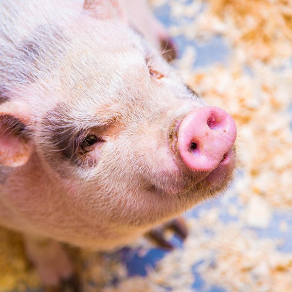 上海举办水产配方设计的新思路主题交流会