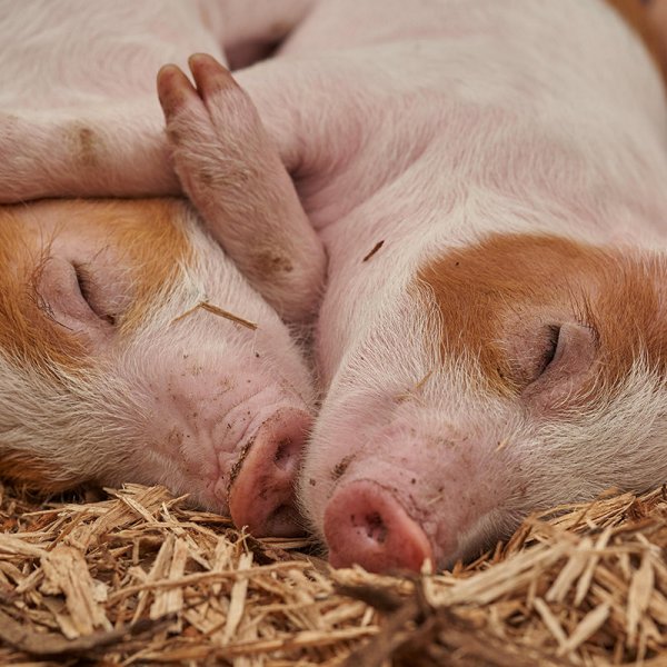 第五届华东地区水产动物营养与饲料科技论坛